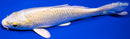 5.75" LEMON HARIWAKE
