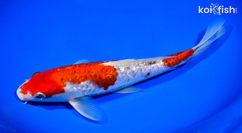 9.5" GINRIN GOSHIKI