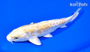 6.75" ARAGOKE HARIWAKE