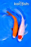 PAIR OF (2) 5.25" COMET GOLDFISH
