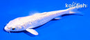 5" GINRIN PLATINUM OGON