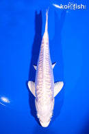 6.25" ARAGOKE PLATINUM OGON