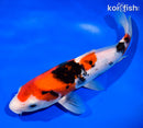 11.25" SANKE