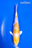 6" GINRIN LEMON HARIWAKE