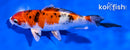 5.5" YAMATO NISHIKI