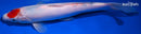 10.25" TANCHO SANKE