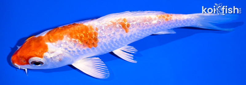 5.25" GINRIN HARIWAKE