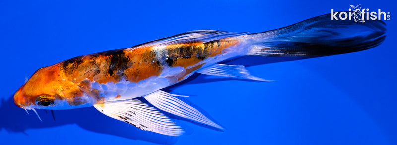 5.5" HEISEI NISHIKI BUTTERFLY