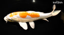 11" KIKUSUI