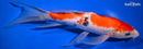 10" SANKE BUTTERFLY