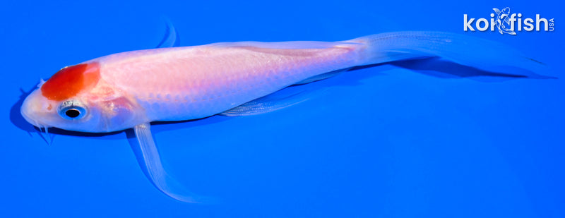 4.25" KOHAKU BUTTERFLY