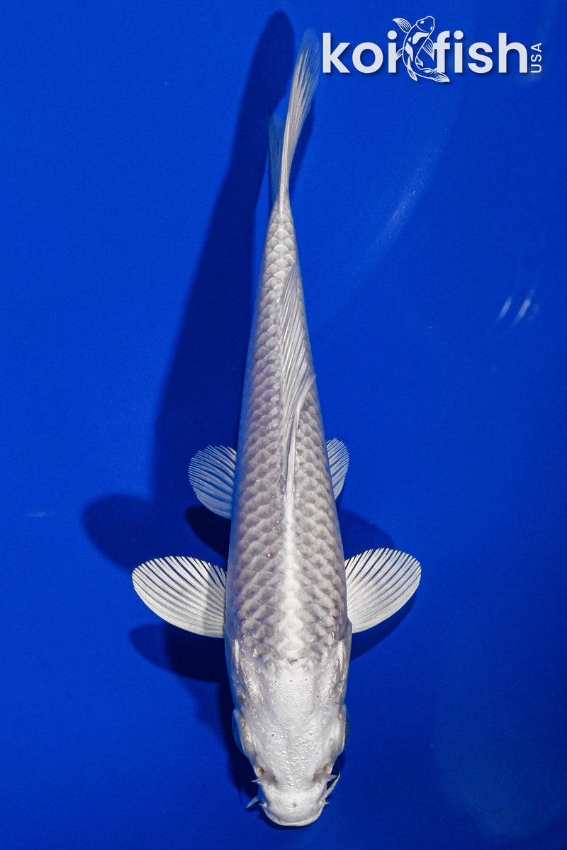 5" PLATINUM OGON