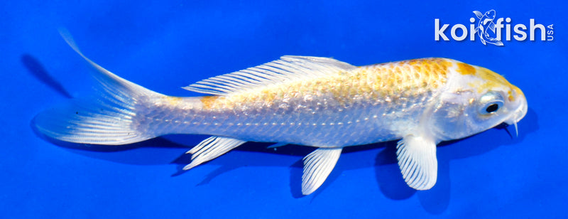 5" GINRIN LEMON HARIWAKE