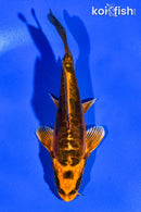 5" ARAAGOKE BENI KIKOKURYU