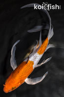 8.5" OCHIBA SHIGURE BUTTERFLY