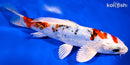 7.75" HEISEI NISHIKI