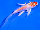 4.5" KIKUSUI BUTTERFLY