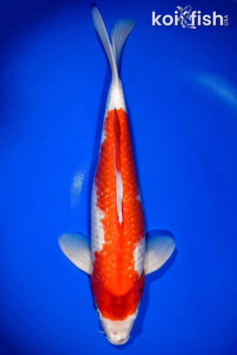 13.75" GINRIN KOHAKU