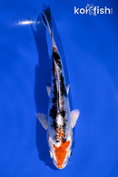 5.25" HEISEI NISHIKI