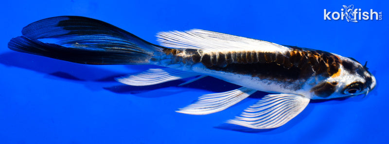 6" KIN KIKOKURYU BUTTERFLY