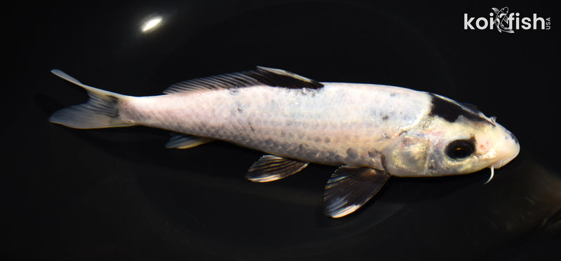 8.25" SHIRO UTSURI