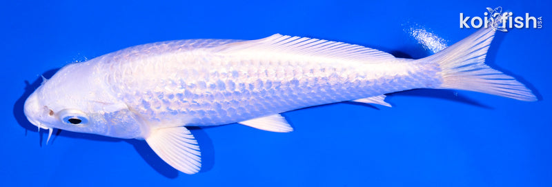 6.5" GINRIN PLATINUM OGON