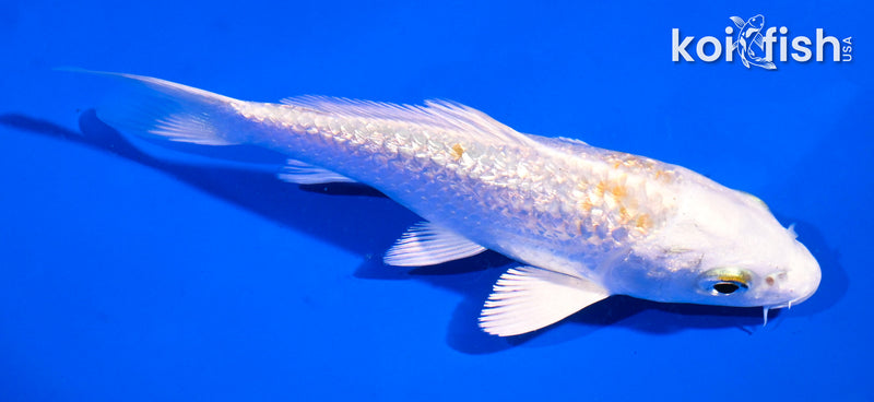 5" GINRIN LEMON HARIWAKE