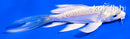 4.5" DOITSU PLATINUM OGON BUTTERFLY