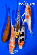 PACK OF (5) 3.5"- 3.75" STANDARD KOI