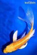 5.5" GINRIN YAMABUKI OGON BUTTERFLY