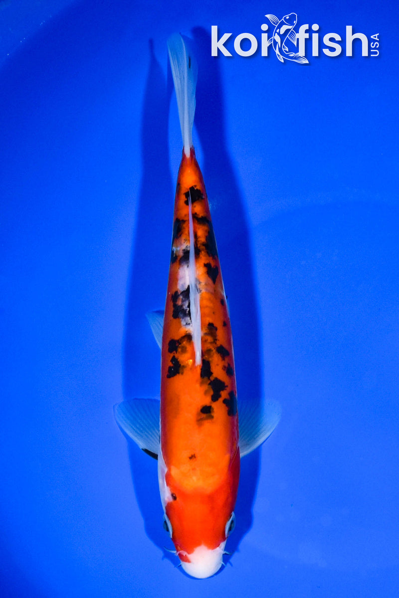 8.25" DOITSU SANKE