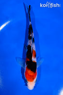 5" SANKE