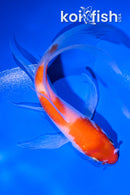 5" KOHAKU BUTTERFLY