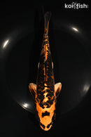 8" ARAGOKE BENI KIKOKURYU