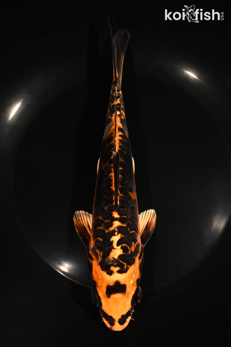 8" ARAGOKE BENI KIKOKURYU