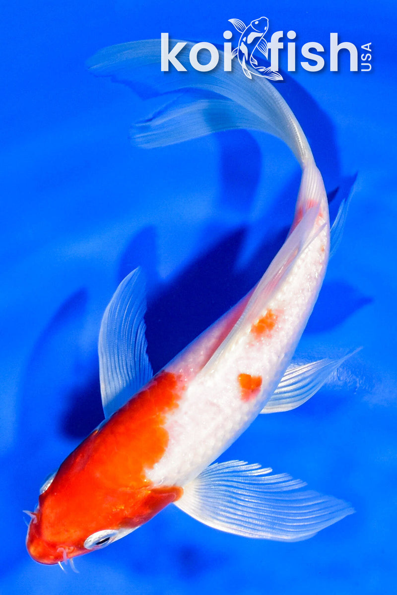 7.25" KUCHIBENNI HARIWAKE BUTTERFLY