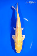 7.25" YAMABUKI OGON