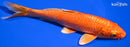 6.75" ORENJI OGON