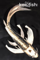 9.5" KIN KIKOKURYU BUTTERFLY