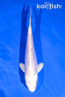 5" GINRIN PLATINUM OGON