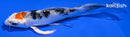 5.25" YAMATO NISHIKI BUTTERFLY