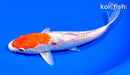 7.5" GINRIN HARIWAKE