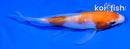4.5" KOHAKU BUTTERFLY