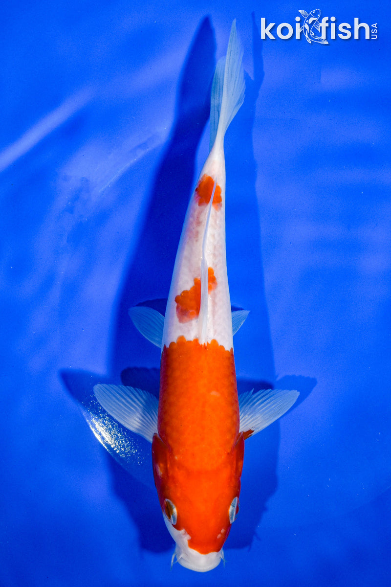 7.5" KOHAKU