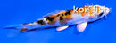 4" YAMATO NISHIKI