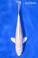 6" LEMON HARIWAKE