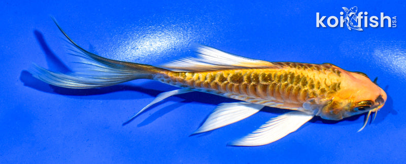 5.5" INRIN ARAGOKE BENI KIKOKURYU BUTTERFLY