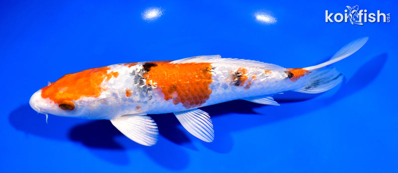 8.25" GINRIN YAMATO NISHIKI