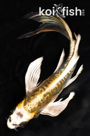 8.25" ARAGOKE KIN KIKOKURYU BUTTERFLY