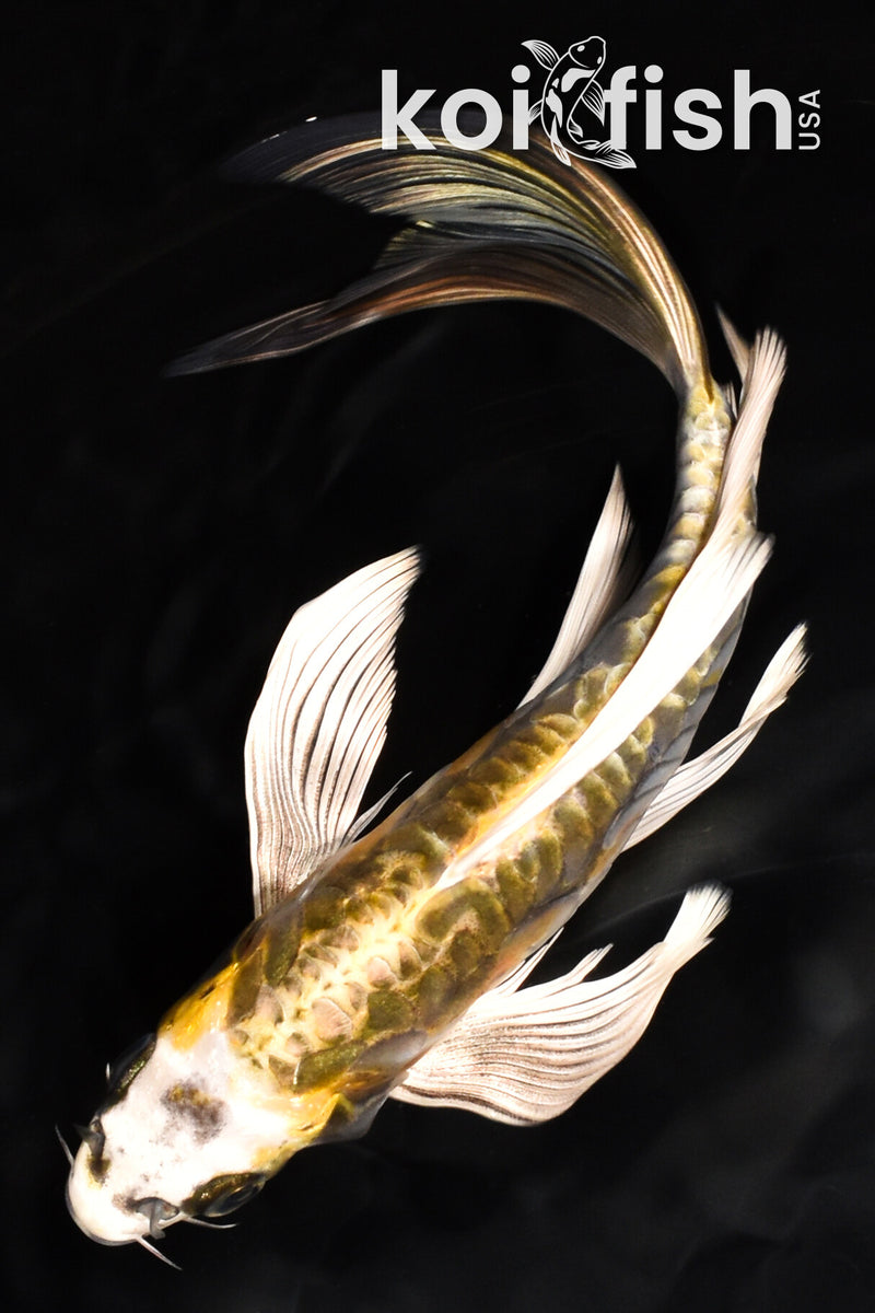 8.25" ARAGOKE KIN KIKOKURYU BUTTERFLY